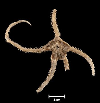 Media type: image;   Invertebrate Zoology OPH-2159 Aspect: dorsal